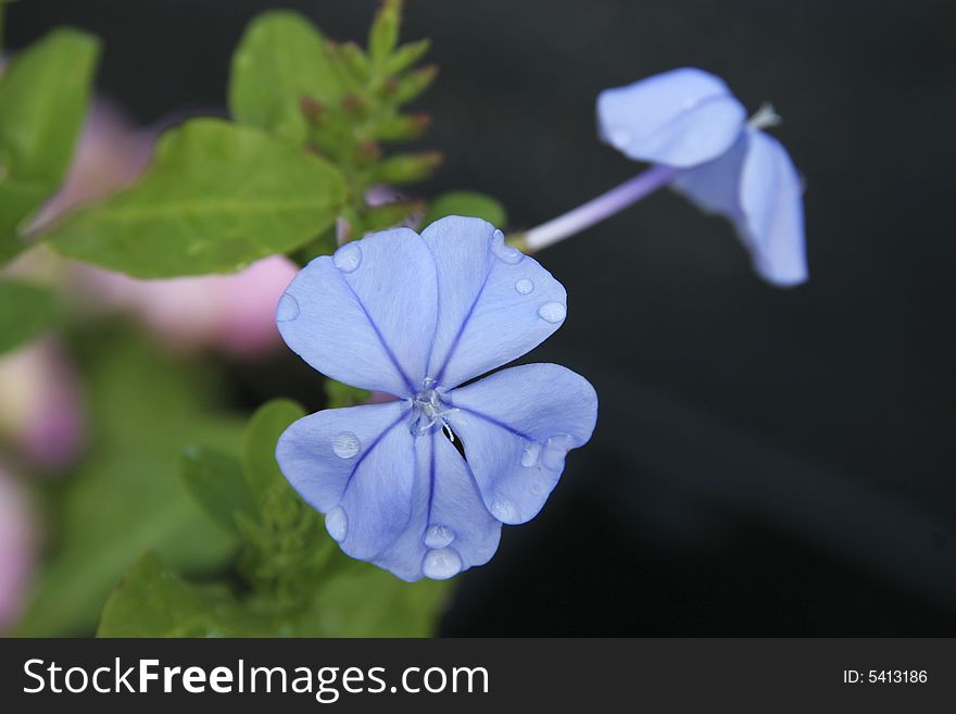 Isolated Blue Flower in Bloom