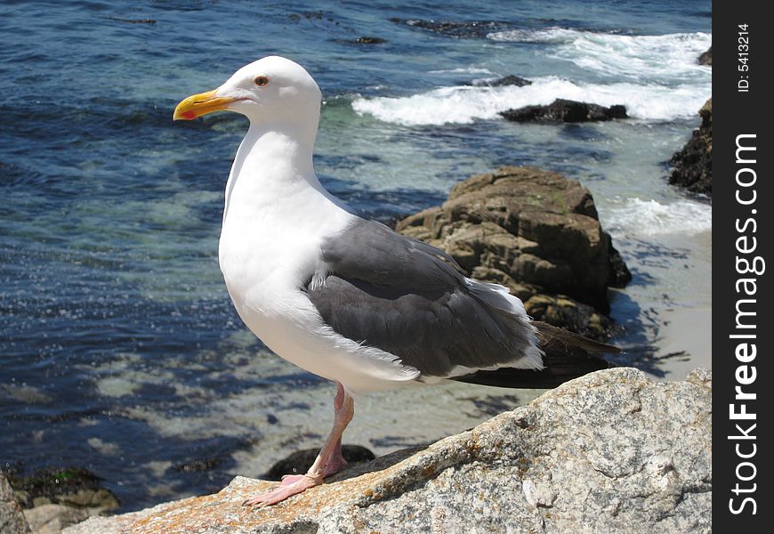 A seagull perches on a rock looking for his next meal - Pebble Beach, CA. A seagull perches on a rock looking for his next meal - Pebble Beach, CA.
