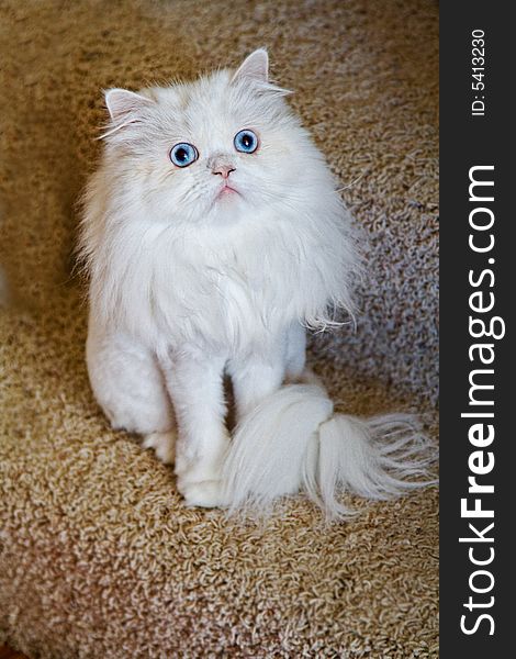 A white long haired indoor pet cat with blue eyes. A white long haired indoor pet cat with blue eyes.