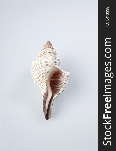 Shell isolated on light background. Shell isolated on light background