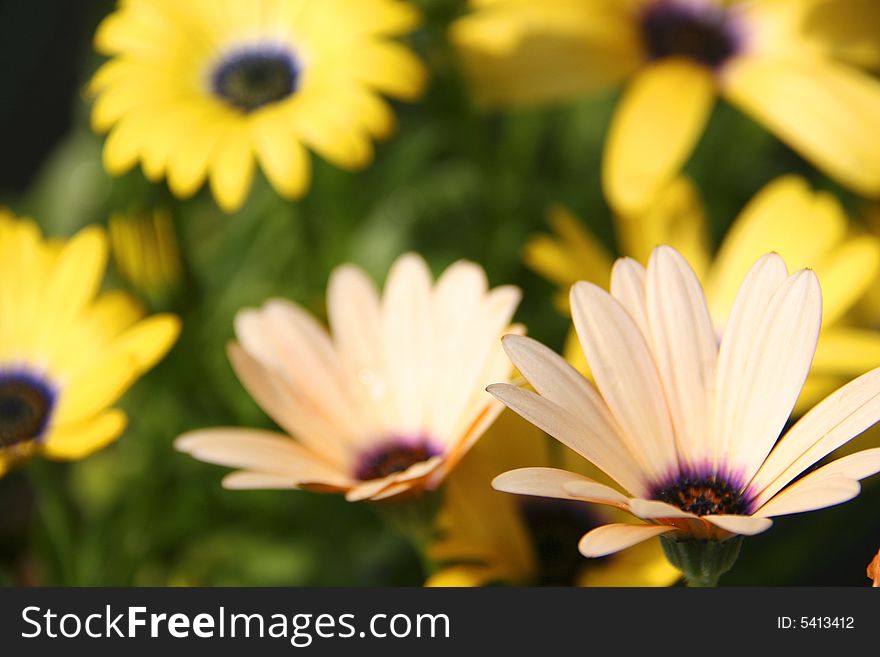 Many Daisy in Bloom in Summer