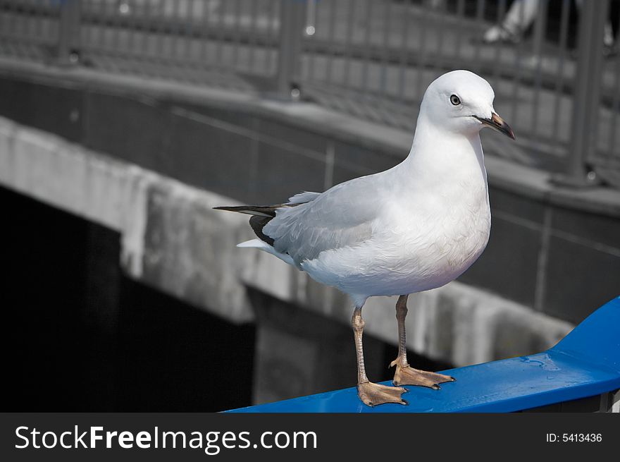 Close up of a seagull with the background desaturated