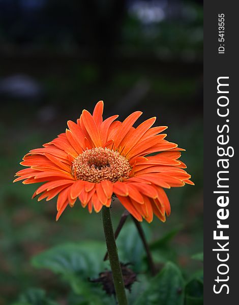 Close-up of a orange daisy.