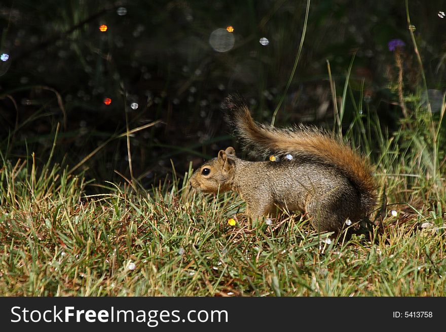 Fox Squirrel surrounded with water droplets refracting the sunlight in colors. Fox Squirrel surrounded with water droplets refracting the sunlight in colors.