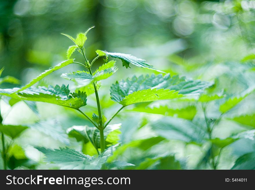 A branch of nettle on green background