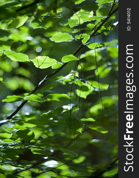 Branches of linden on green background