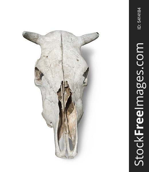 Skulls of large horned livestock on white. Isolated. Skulls of large horned livestock on white. Isolated