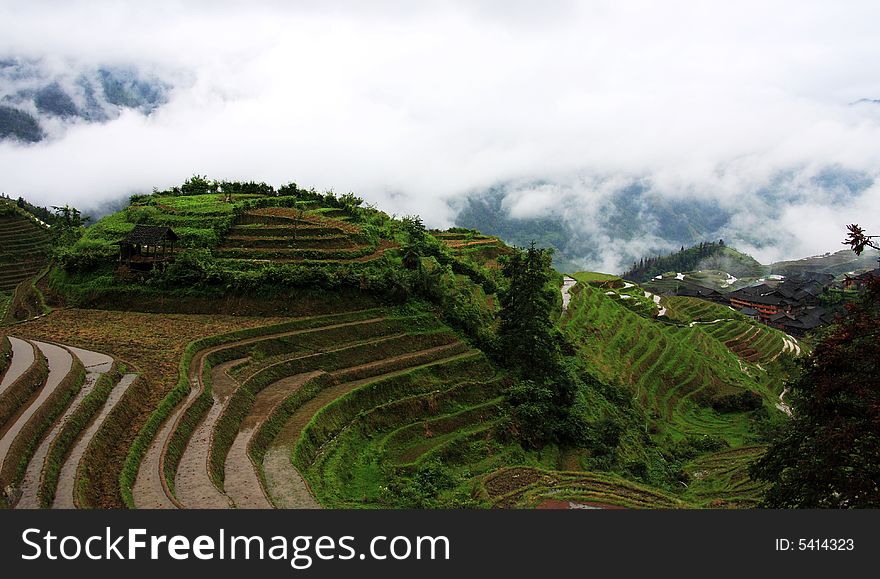 rice terraces