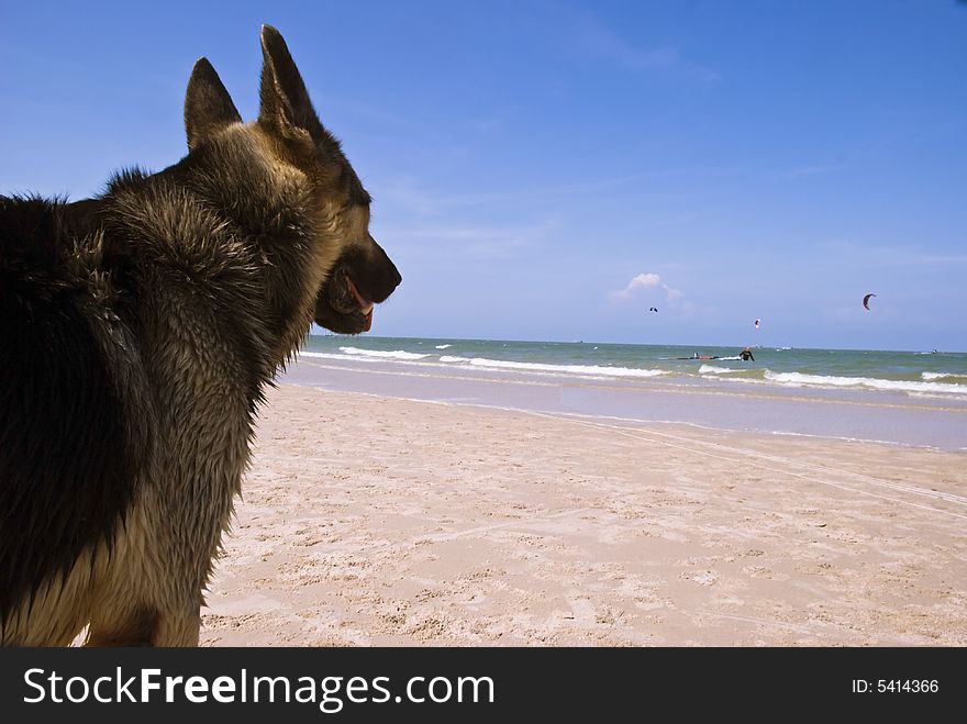 A dog watching his master play kite surfing. A dog watching his master play kite surfing