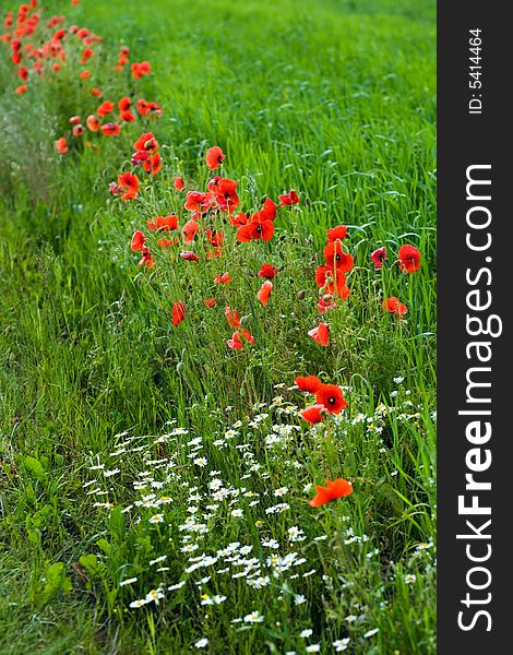 Red poppies on green field. Red poppies on green field