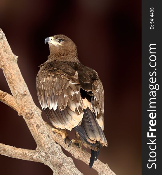 The big hawk eagle over brown background