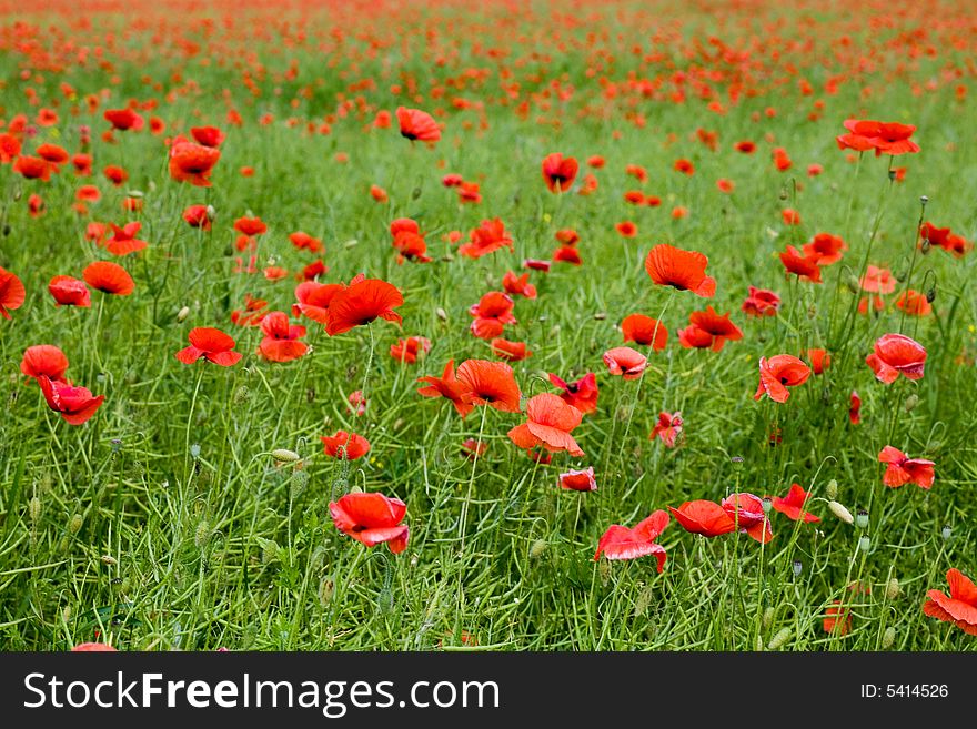 Red poppies on green grass. Red poppies on green grass