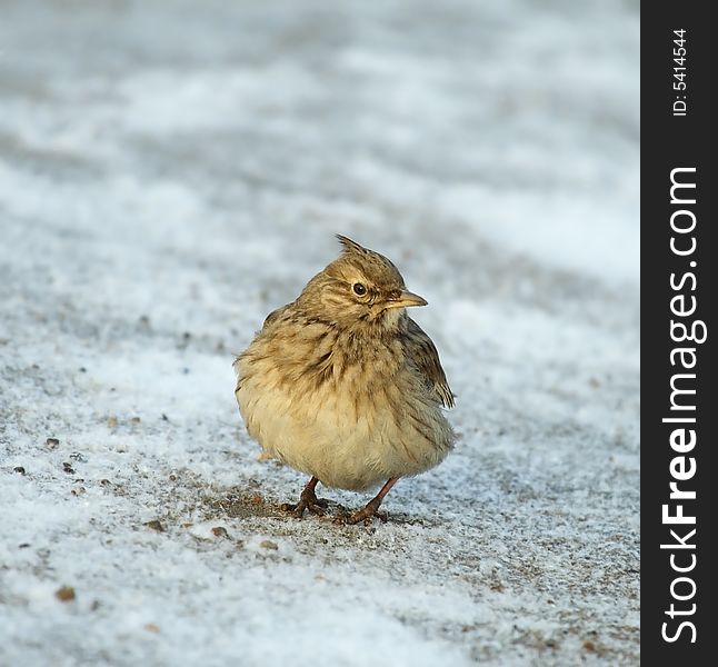 Tufted lark on the snow background
