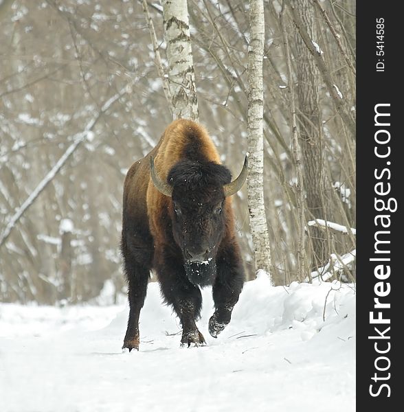 Bison at the winter forest
