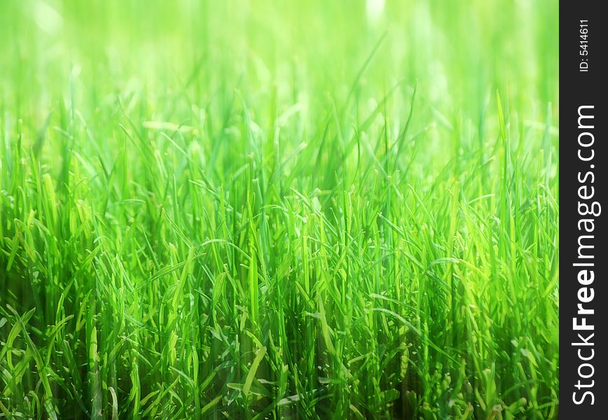 Soft-focus abstract of grass for backgrounds or fills. Soft-focus abstract of grass for backgrounds or fills