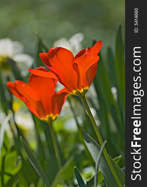 Two red tulips in back-light on a flowerbed