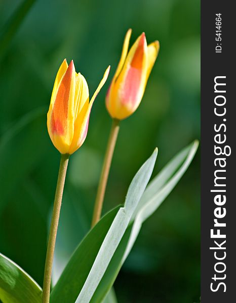 Two yellow and red tulips on a flowerbed. Two yellow and red tulips on a flowerbed