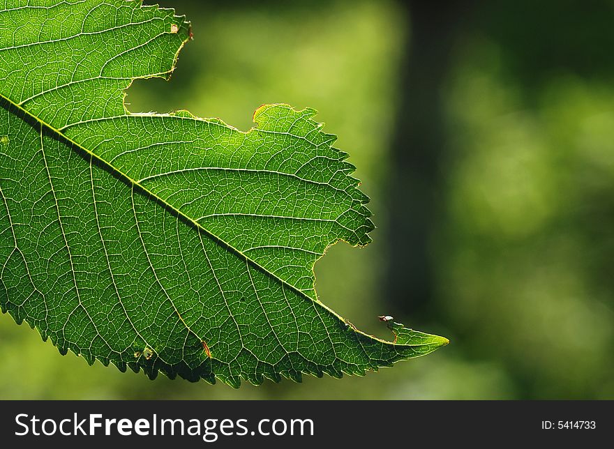 Green leaf closeup of cherry tree