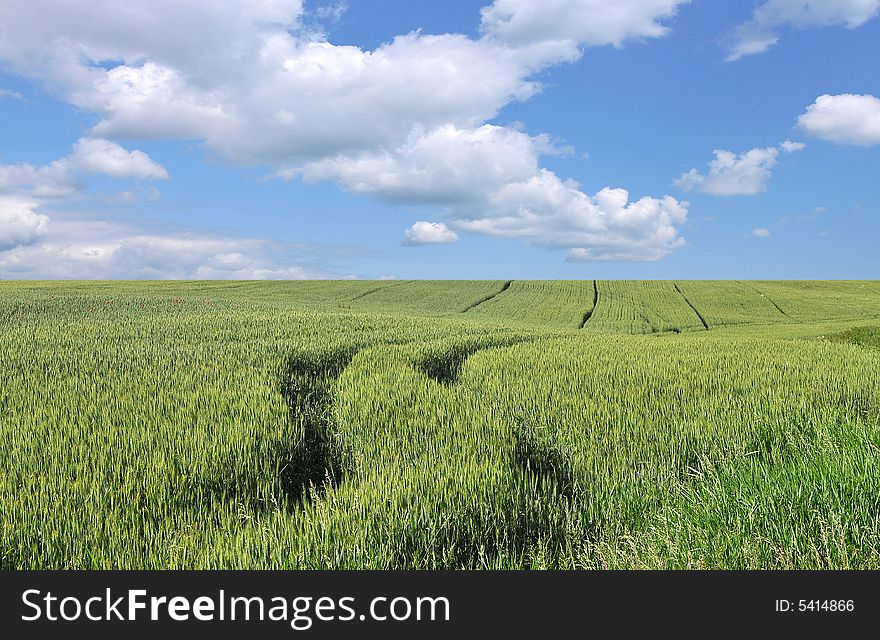 The green field and white cloud. The green field and white cloud