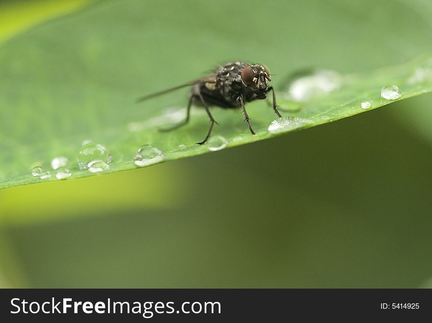 Fly Sitting On A Leaf