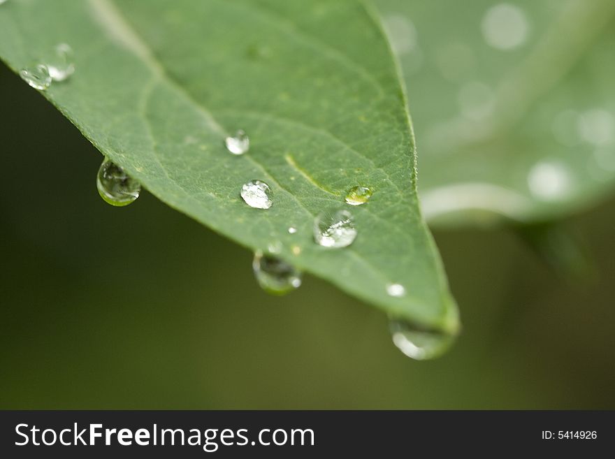 Drops on a leaf