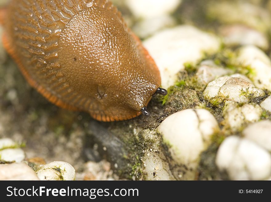 A nude snail that is crawling
