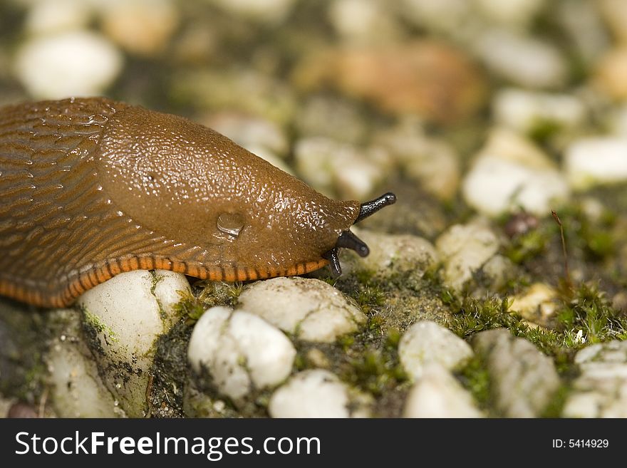A nude snail that is crawling