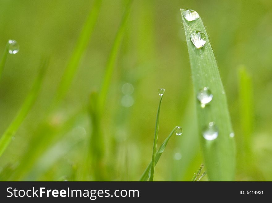 Drops On Grass
