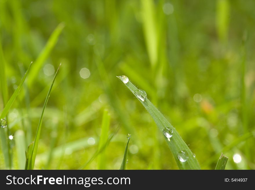 Macro photo of drops on a grass stalk. Macro photo of drops on a grass stalk