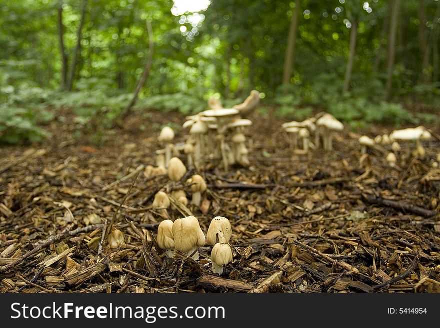 Photo of mushrooms in the forest