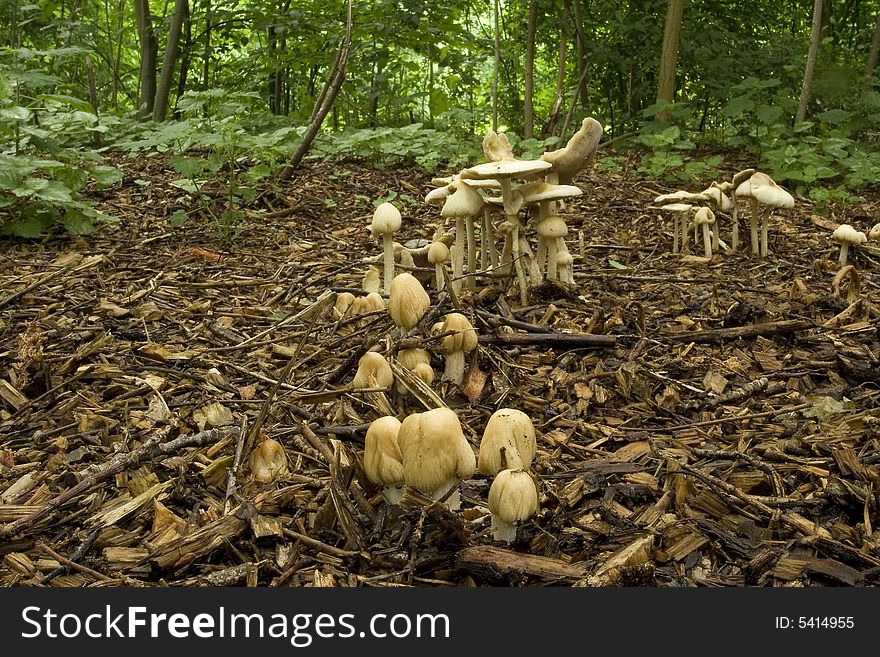 Mushrooms Standing Together
