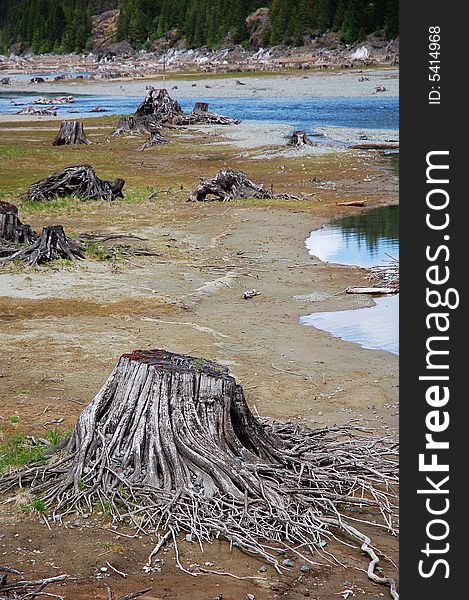 Stumps in lake bed, vancouver island, british columbia, canada. Stumps in lake bed, vancouver island, british columbia, canada