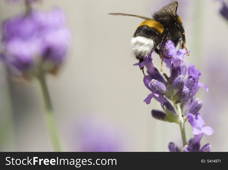 Bee looking for food on a flower. Bee looking for food on a flower