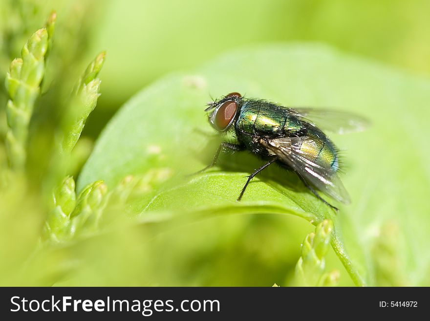 A green fly