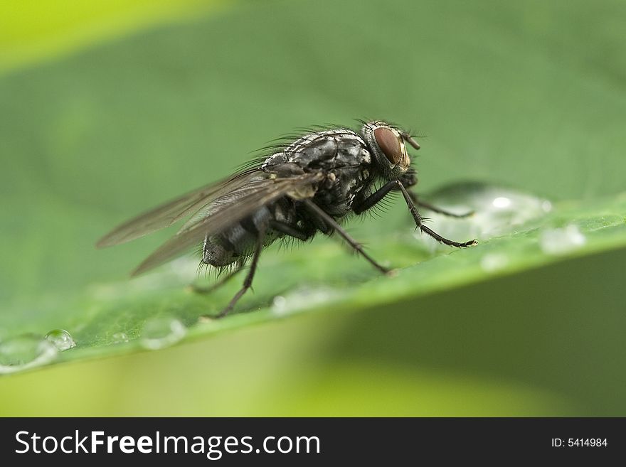 A macro shot of a fly taken from the side. A macro shot of a fly taken from the side