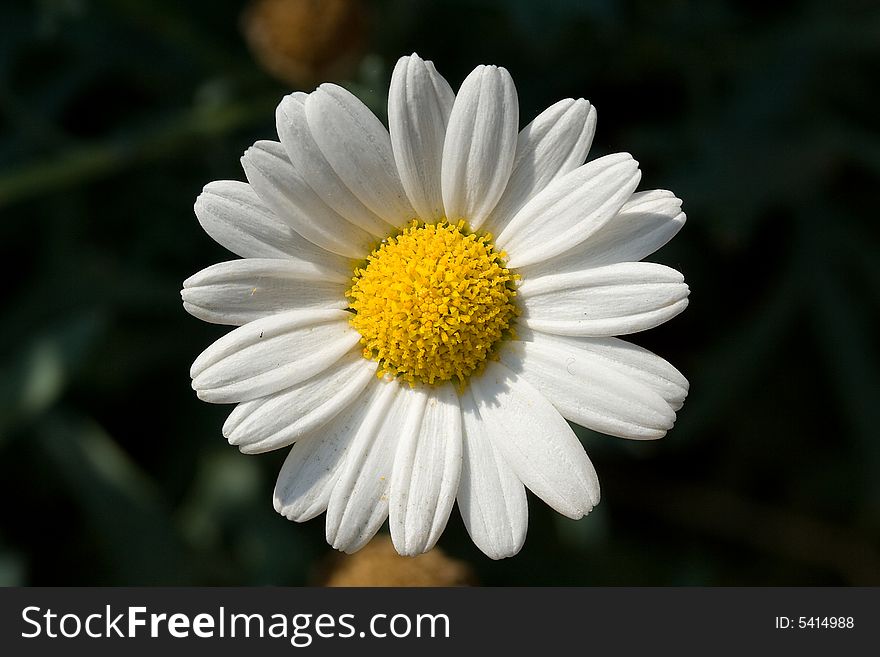 A yellow and white flower. A yellow and white flower