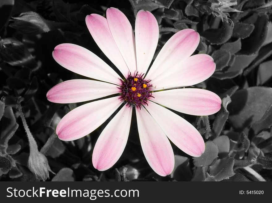 A pink flower on a black and white background
