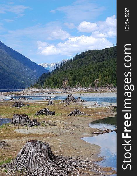 Stumps in lake bed, vancouver island, british columbia, canada. Stumps in lake bed, vancouver island, british columbia, canada