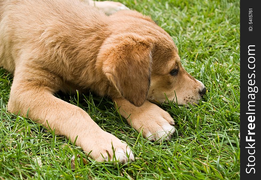 Tired brown puppy laying on green grass. Tired brown puppy laying on green grass