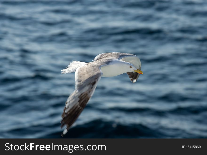 Herring Gull, Larus argentatus - the Netherlands