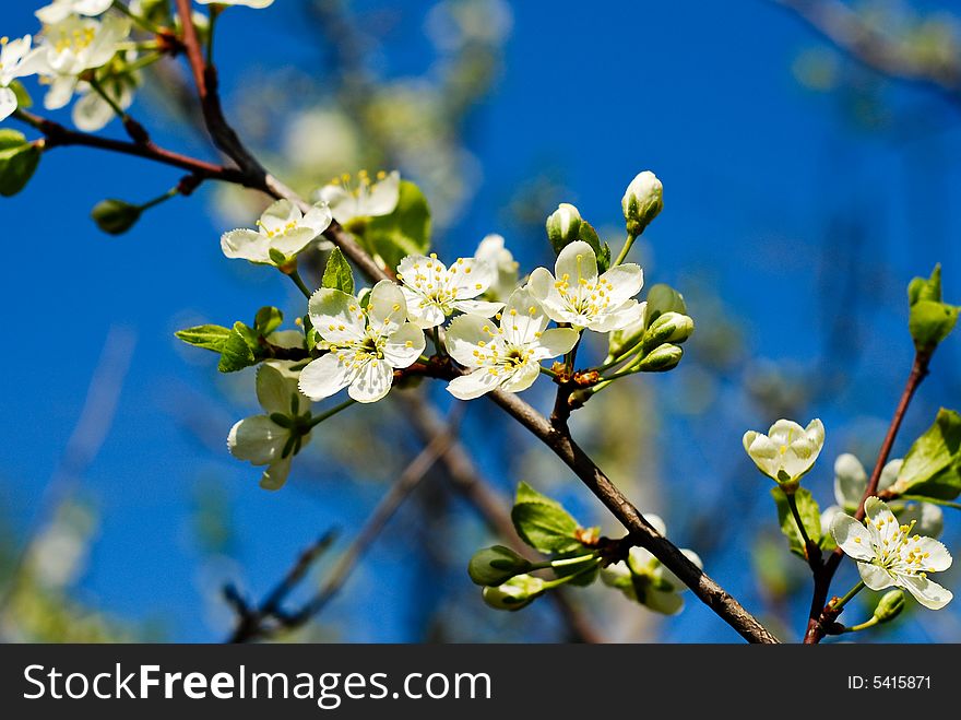 White flowers on the branch. White flowers on the branch