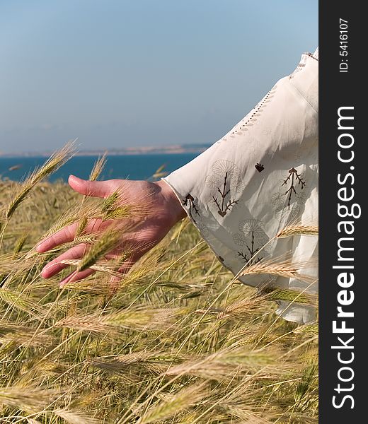 Female hand stroking yellow wheat in field. Female hand stroking yellow wheat in field