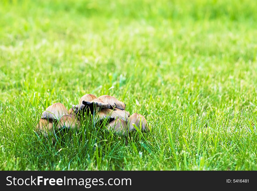 Abstract mushroom on the green grass background. Abstract mushroom on the green grass background