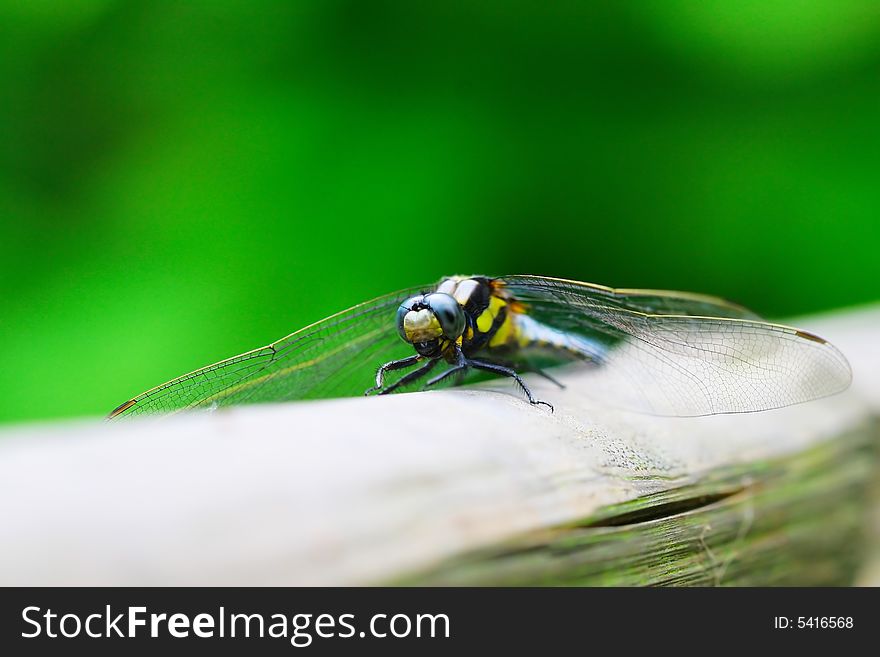 The dragonfly on a plant .waiting for the food .