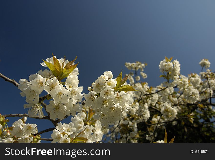 A close-up of cherry blossom against a clear blue sky shortly after dawn. More blossom, out of focus, in the background. Space for text in the sky.