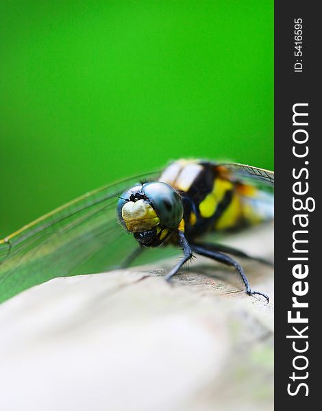 The dragonfly on a plant .waiting for the food .