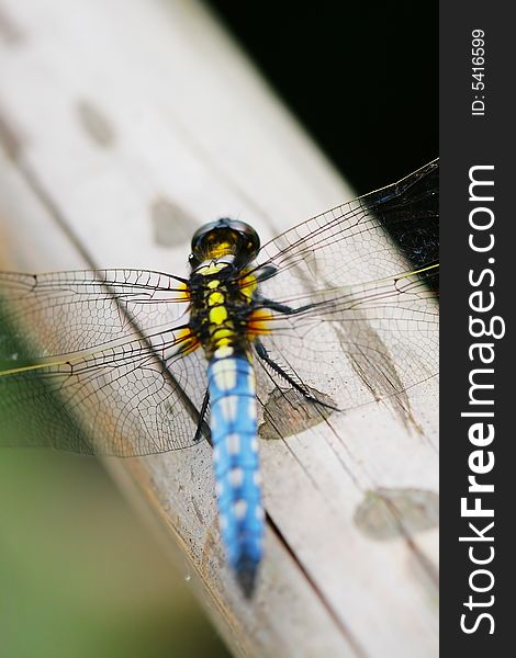 The dragonfly on a plant .waiting for the food .