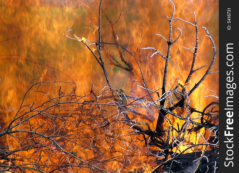 Bush and wood in fire. Bush and wood in fire