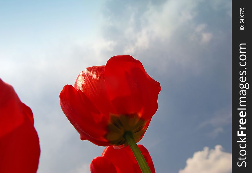 Red tulips on background of sky, close up