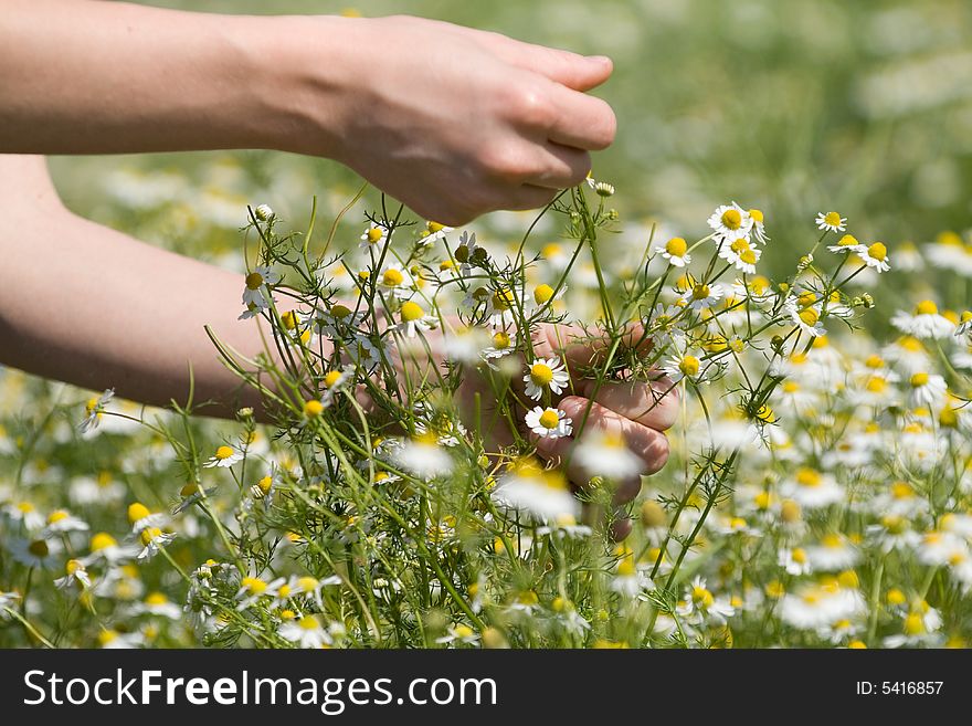 A hand reaches out to grab a bunch of chamomile flowers in a meadow. A hand reaches out to grab a bunch of chamomile flowers in a meadow.